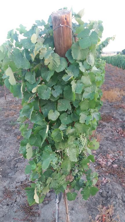 Terras - Agroturismo & Vinhos Beja Kültér fotó