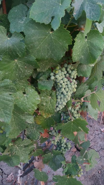 Terras - Agroturismo & Vinhos Beja Kültér fotó
